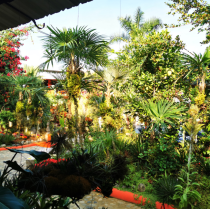 El Jardín Botánico de Vallarta se posiciona como el tercer jardín más hermoso de Norteamérica