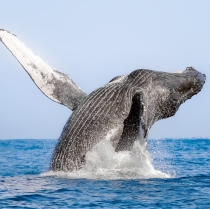 ABC del avistamiento de ballenas en Puerto Vallarta