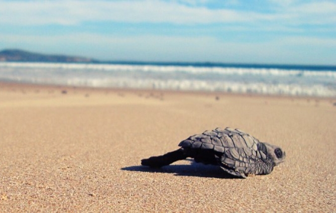 El ABC de la liberación de tortugas marinas en Puerto Vallarta