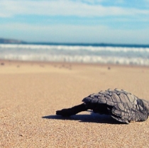 El ABC de la liberación de tortugas marinas en Puerto Vallarta