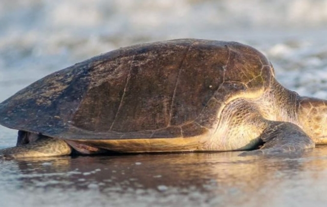 Esperan en Puerto Vallarta el nacimiento de más de 150 mil tortugas