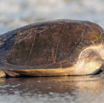 Esperan en Puerto Vallarta el nacimiento de más de 150 mil tortugas