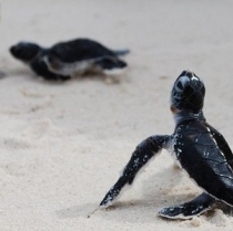Programas de liberación de tortugas en Vallarta • Nayarit