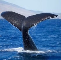 La temporada de ballenas está de vuelta en Puerto Vallarta