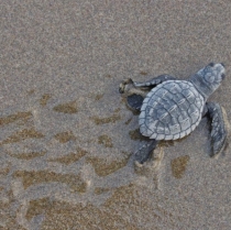 La protección de la tortuga marina, un compromiso de Riviera Nayarit