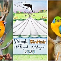 Riviera Nayarit “vuela alto” en el Virtual Birdfair 2020
