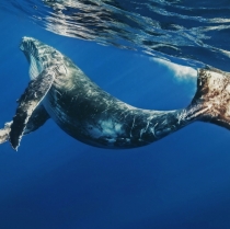 Riviera Nayarit, donde las ballenas cantan y se enamoran