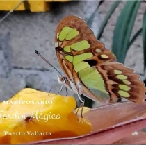 Ven a descubrir los aleteos de la vida en el Mariposario “Jardín Mágico”, en Puerto Vallarta